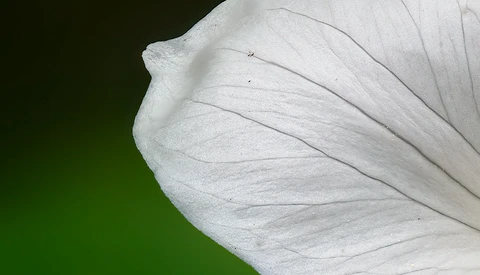 Close-up of white flower petals with delicate vein details against a soft green background.