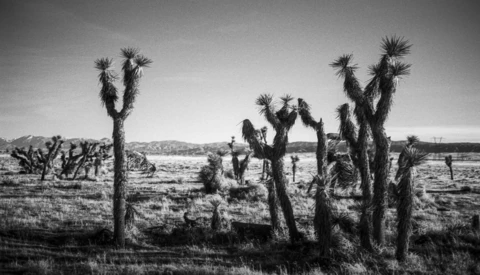 Joshua trees scattered across an arid desert landscape in black and white.