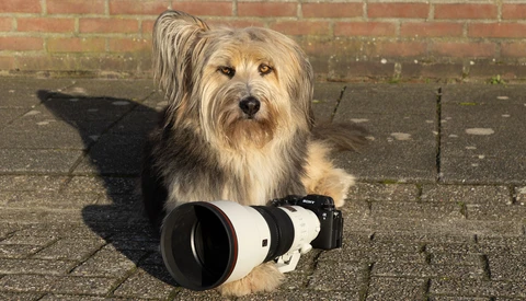 Shaggy-haired terrier mix posing with a large telephoto lens on pavement against brick wall.