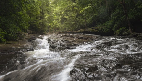 Turbulent forest stream flowing over dark rocks with misty white water and dense green canopy overhead.