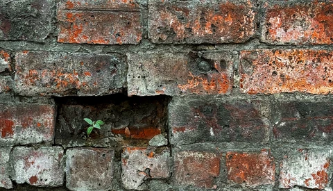 Small green plant seedling sprouting from a gap between weathered bricks with orange and gray patina.