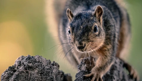Fox squirrel perched on a textured rock, looking directly at the camera with alert expression.