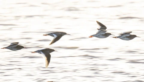 Six shorebirds in flight over rippled water, captured mid-wing beat in sharp detail.