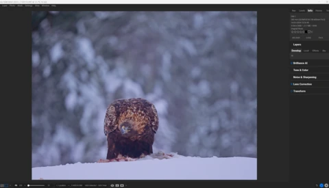 Bald eagle emerging from snowy landscape with blurred winter forest background.