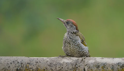Small hummingbird with copper-red crown and speckled gray plumage perched on lichen-covered stone.