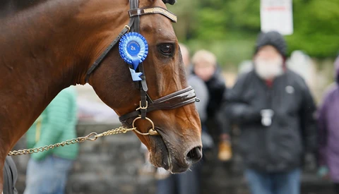 Brown horse wearing a blue ribbon rosette and leather halter at an outdoor event.