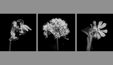 Three black and white botanical studies showing wilted flower petals, seed head, and open blooms against dark backgrounds.