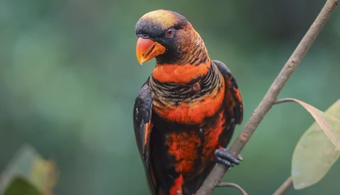 Rainbow lorikeet perched on a branch, displaying vibrant red and blue plumage against a soft green background.