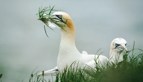 White gannet with pale yellow head holding fresh green seagrass in its beak.