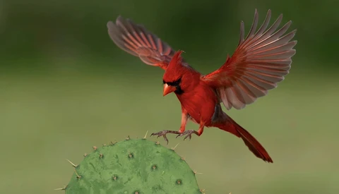 Northern cardinal in flight with wings spread, landing on a prickly pear cactus against a soft green background.