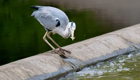 Great blue heron perched on wooden beam with small fish in its beak.