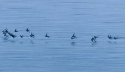 A pod of dolphins leaping through calm blue water, captured in motion across the frame.