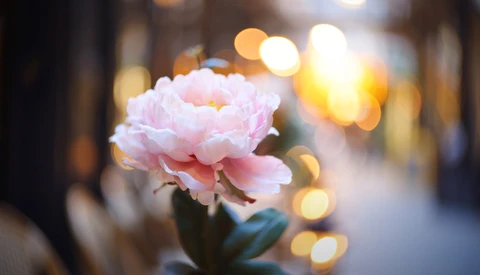 Pink peony flower in sharp focus with blurred city lights bokeh in the background.
