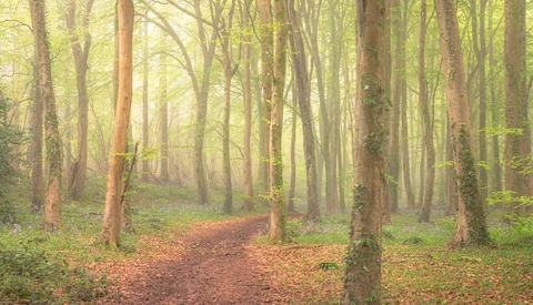 Tree-lined forest path with golden morning light filtering through tall, moss-covered trunks and autumn leaf litter.