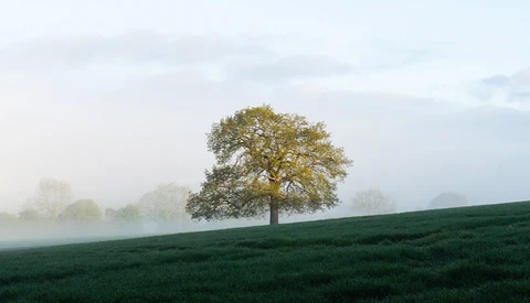 Solitary oak tree with golden foliage standing in a misty green field beneath overcast sky.