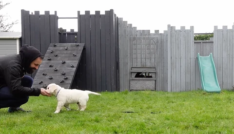 Person crouching beside a small white dog in a grassy yard with a castle-themed fence structure and turquoise slide.