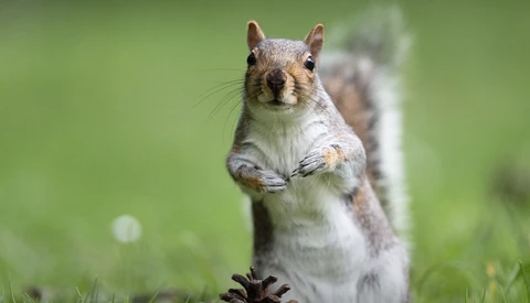 Eastern fox squirrel standing upright on hind legs on grass, looking directly at camera.
