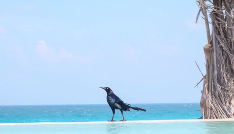 Black bird standing in shallow turquoise water with palm tree trunk and ocean horizon.