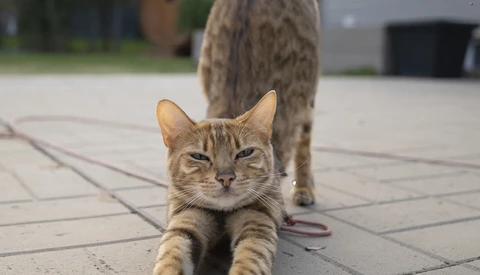 Tabby cat lying on pavement looking directly at camera with intense expression.