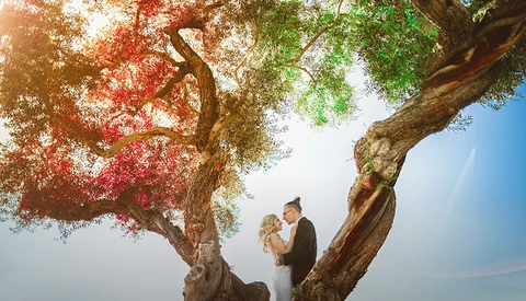 Couple standing beneath a large tree with red and green foliage against a bright sky.
