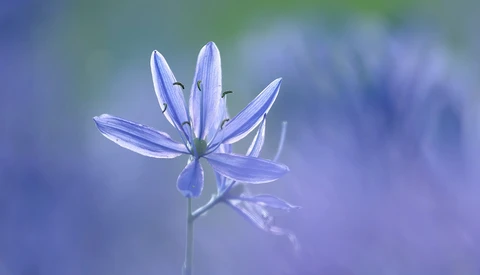 Delicate purple wildflower with elongated petals and visible stamens in soft focus.