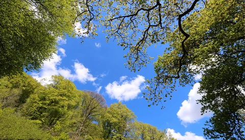 Upward view of leafy green trees framing a bright blue sky with white clouds.