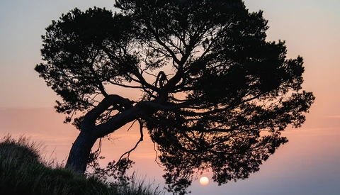 Silhouetted tree with curved trunk against a pink and orange sunset sky with the sun visible on the horizon.