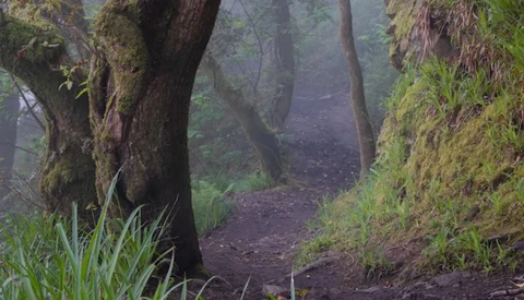 Moss-covered trees line a dark forest path shrouded in mist and fog.