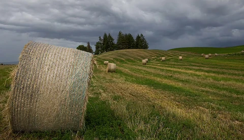 Round hay bale in foreground of harvested field with scattered bales and evergreen trees under stormy sky.