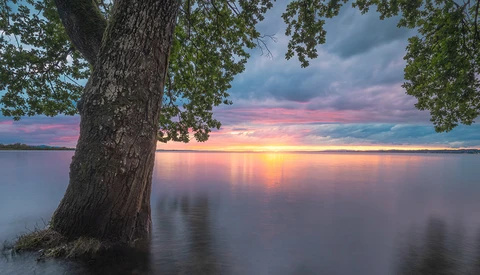 Large tree rooted in shallow water during golden hour sunset with pink and purple clouds reflected in calm lake.
