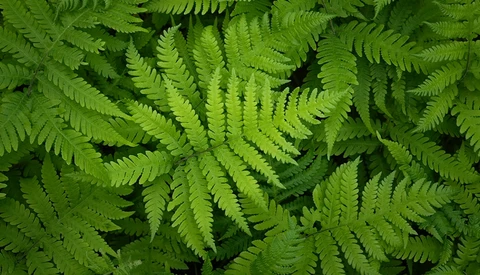 Overhead view of vibrant green fern fronds with intricate pinnate leaf patterns creating dense foliage.