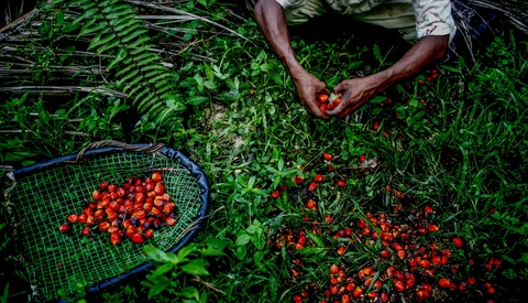 Hands harvesting red tomatoes into a blue mesh basket surrounded by green plants and foliage.