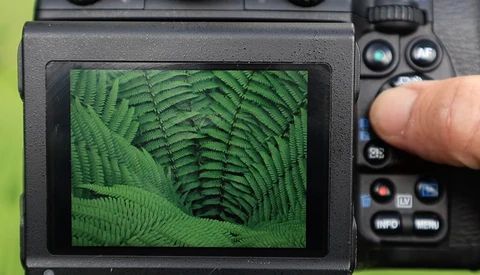 Handheld camera displaying close-up of green fern fronds on its LCD screen against a bright background.