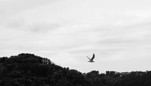 Large bird flying above forested hills against an overcast sky.