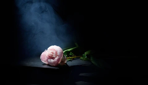 Pink peony bloom with green stem lying on dark surface under dramatic blue-tinted light.