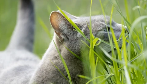 Gray cat with pointed ear alert among bright green grass blades in close-up view.