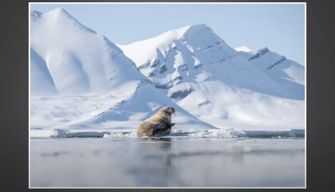 Walrus resting on ice floe with snow-covered mountain peaks in the Arctic background.