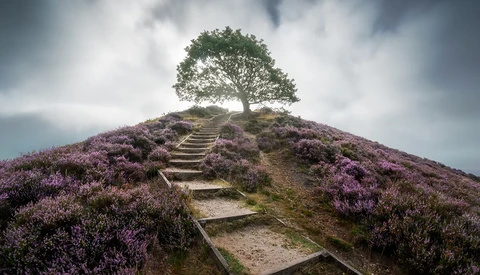 Stone staircase leading up a heather-covered hillside to a solitary tree beneath dramatic cloudy sky.