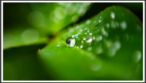 Water droplets on green leaf with shallow depth of field and blurred background.