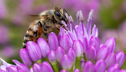 Honeybee collecting pollen from purple clustered flowers with shallow depth of field background.