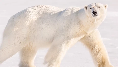 Polar bear walking across snow with head turned toward camera.
