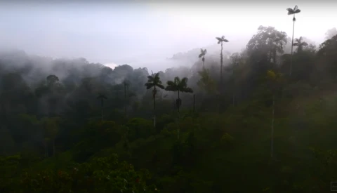 Misty rainforest landscape with tall palms emerging from dense fog and low clouds.