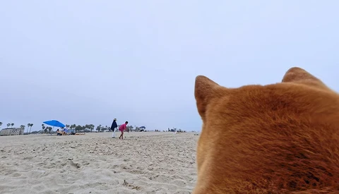 Brown dog's head in foreground on sandy beach with beachgoers and umbrella in background.