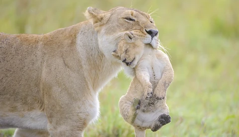 Lioness carrying a lion cub in her mouth across grassland.