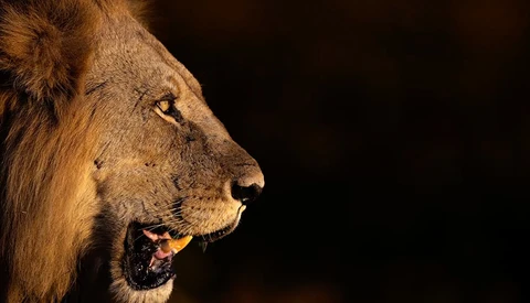 Male lion's head in profile with mouth open, lit against black background.