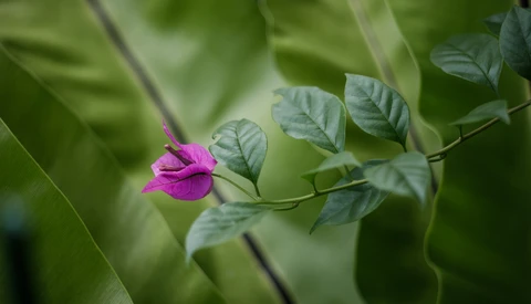 Magenta flower bloom on delicate leafy stem with soft green foliage background.