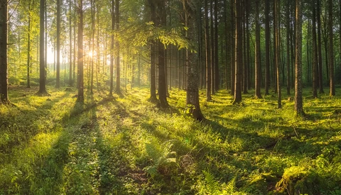 Sunlit forest with tall evergreen trees and moss-covered ground illuminated by golden hour light filtering through the canopy.