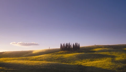 Golden rolling hills with a cluster of tall cypress trees centered in the landscape under a soft blue sky.