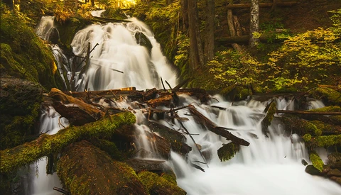 Cascading waterfall flowing over moss-covered rocks and fallen logs in a dense forest.