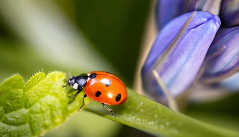 Red ladybug with black spots on a bright green leaf, with purple flower buds blurred in the background.
